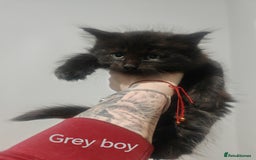Mixed Breed cats for sale: Beautyfull fluffy kittens ragcoon - tuxedo cross  - Image 18