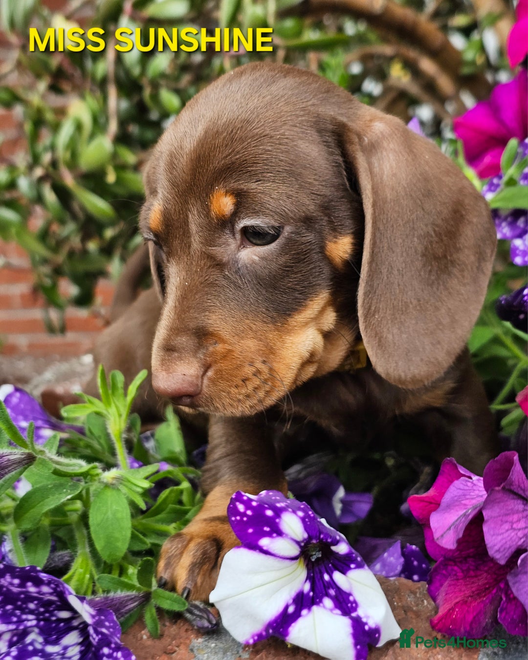 Dachshund dogs for sale: LAST 2!! Chocolate Dachsunds. Champion Lineage! in Worksop - Image 5