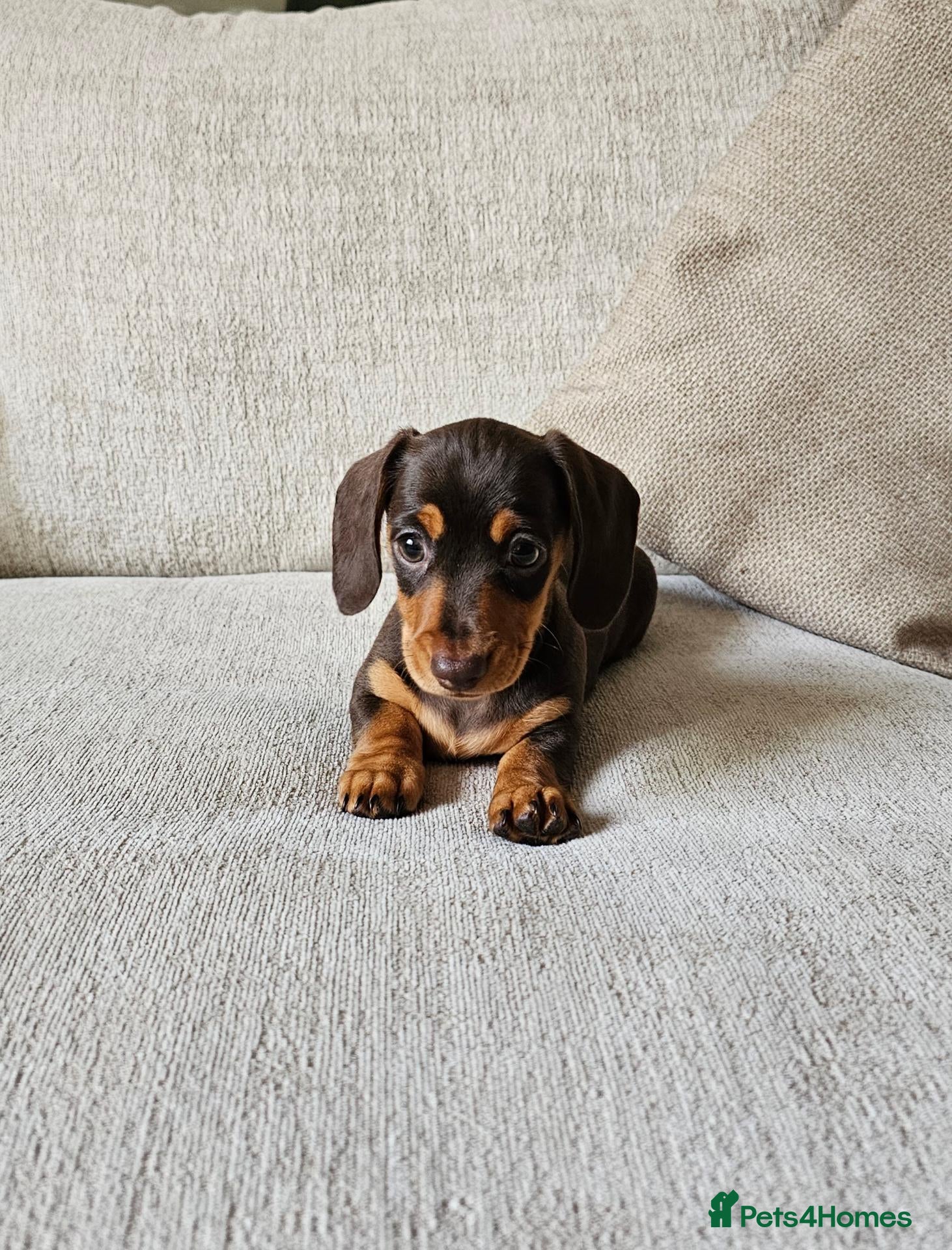 Miniature Dachshund dogs Female Miniature Dachshund Choc/Tan KC Reg Puppy - Advert 1