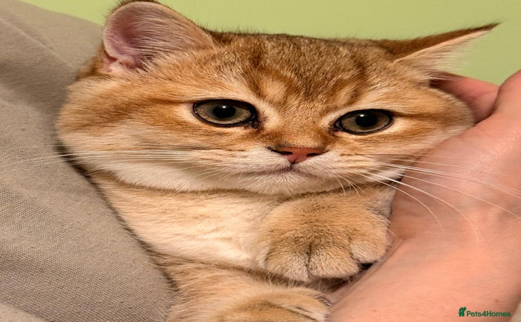 British Shorthair cats - Advert 15