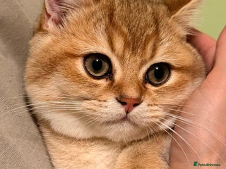 British Shorthair cats for sale: Black Friday deals available- please ask - Advert 1