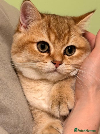 British Shorthair cats - Advert 15