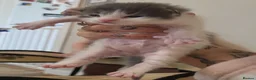 Maine Coon cats for sale: Beautiful Maine Coon Kittens – Ready at 11 Weeks!  in Truro - Advert 8