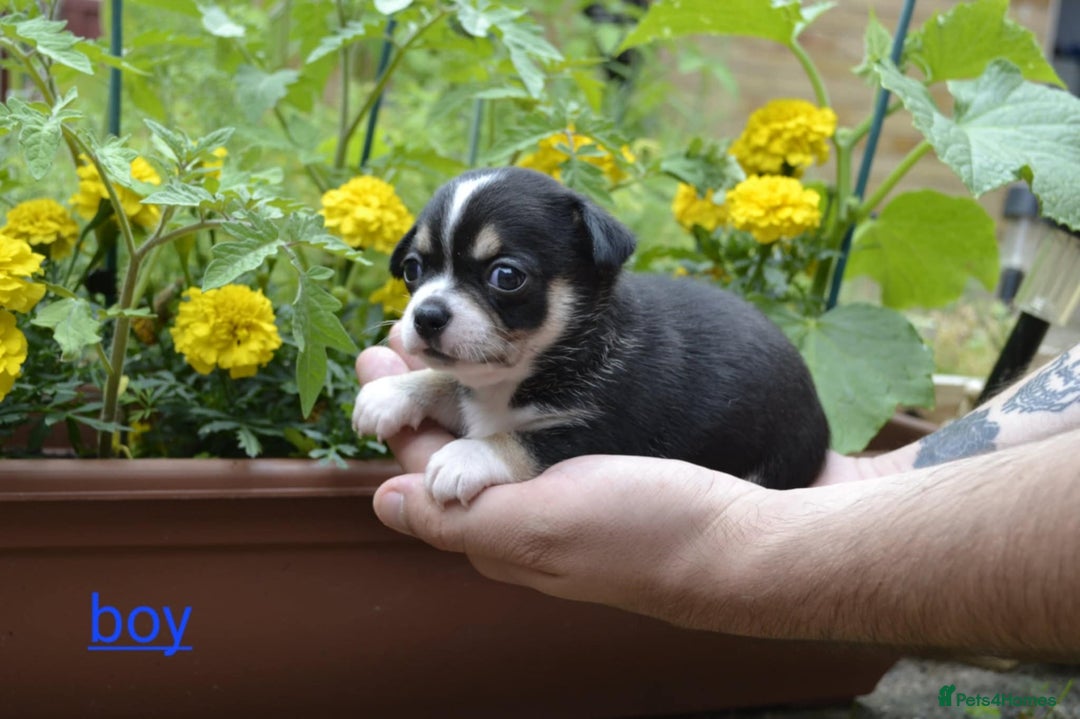 Chihuahua dogs for sale: 3 very beautiful puppy's  - Image 5