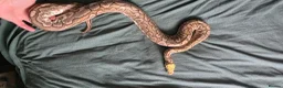 Python Snake reptiles for sale: Royal python - Advert 1