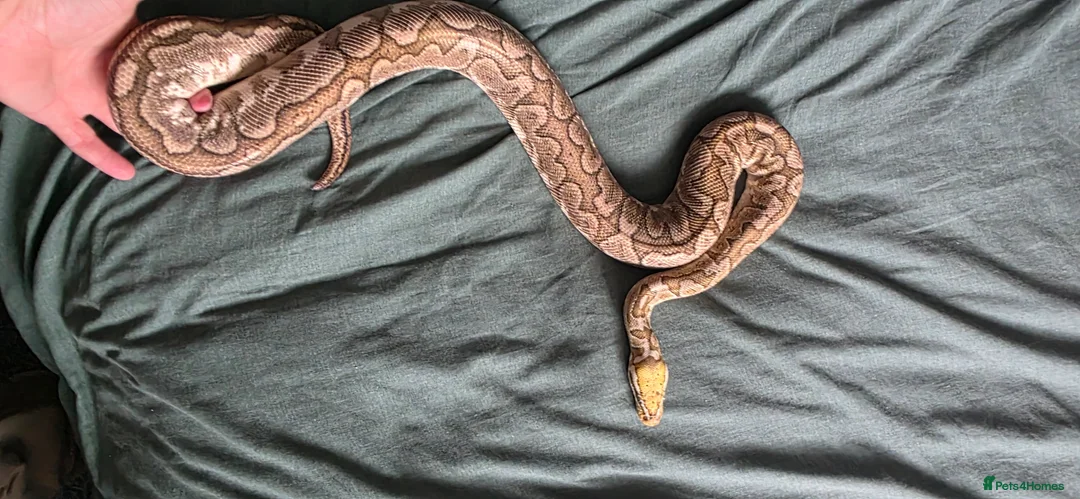Python Snake reptiles for sale: Royal python - Advert 1
