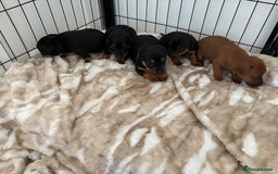 Jack Russell dogs for sale: Miniature jack Russell puppies - Image 6