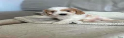 Cockapoo dogs for sale: Our beautiful cockapoo puppies - Advert 4