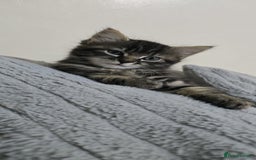 Mixed Breed cats for sale: RH16 3HE - Image 7
