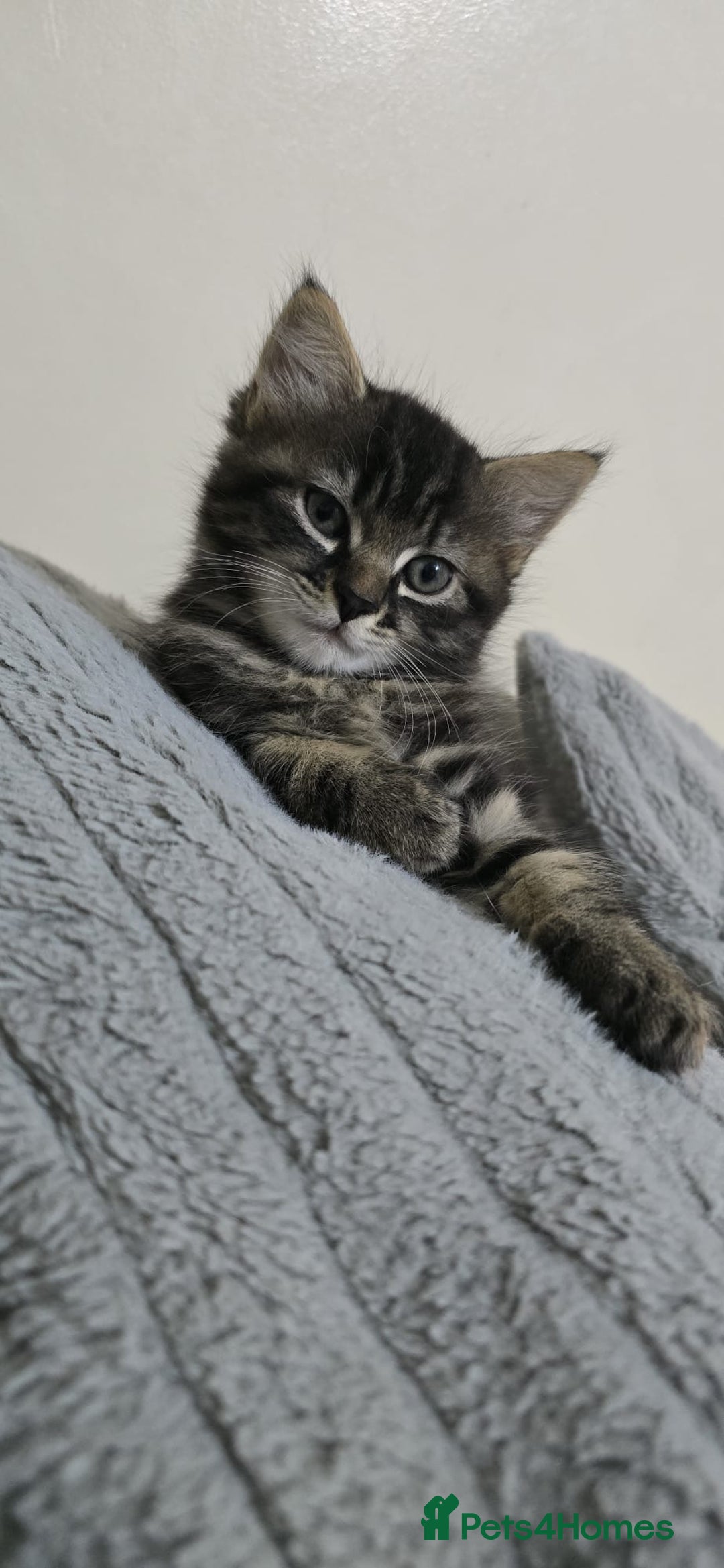 Mixed Breed cats for sale: RH16 3HE - Image 7