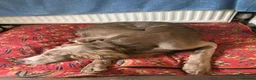 Weimaraner dogs for sale: 4 year old long haired Weimaraner - Advert 2