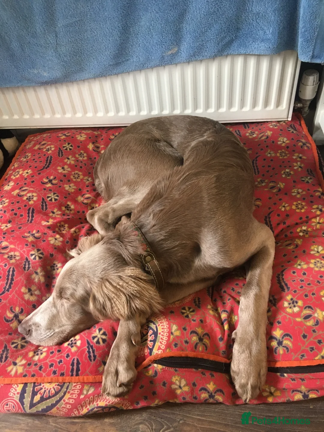 Weimaraner dogs for sale: 4 year old long haired Weimaraner - Advert 2