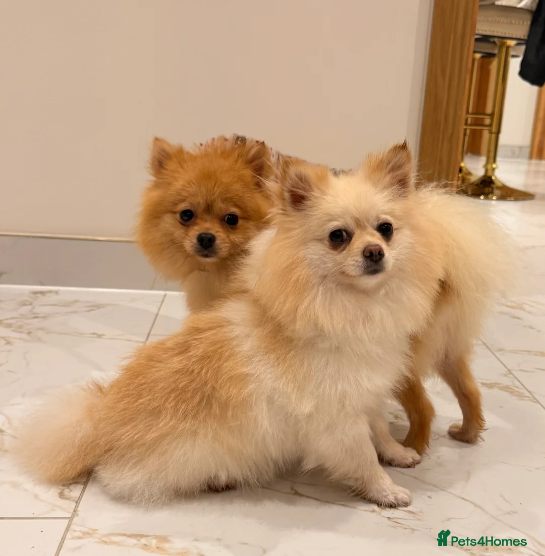 Pomeranian dogs for sale: 3 beautiful creamy/white Pomeranian puppies - Advert 14