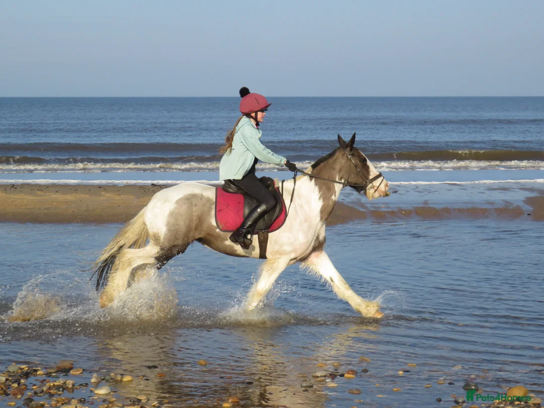 Irish Cob horses for sale: 14.2 Super fun SJ/XC/PC pony.  - Advert 2