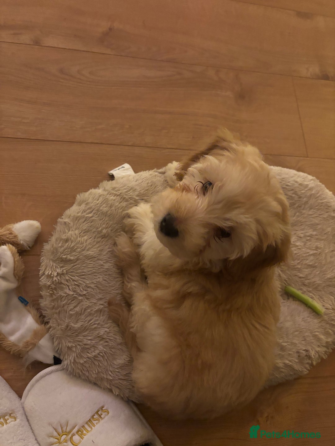 Cockapoo dogs for sale: Miniature Cockapoo Puppy (10 Weeks) - Advert 10