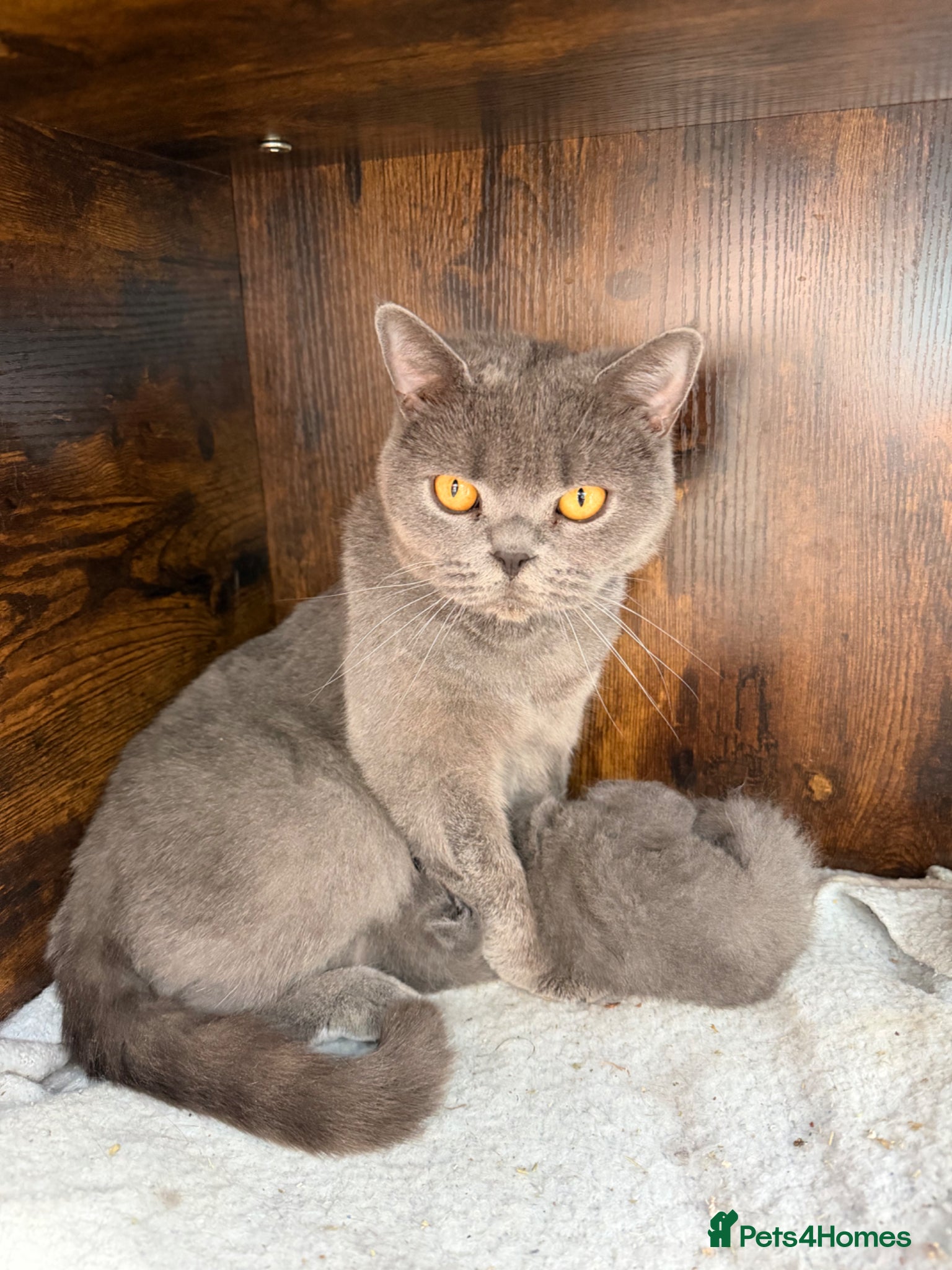 British Shorthair cats  Adorable kittenBlue British Shorthair  GCCF - Advert 1