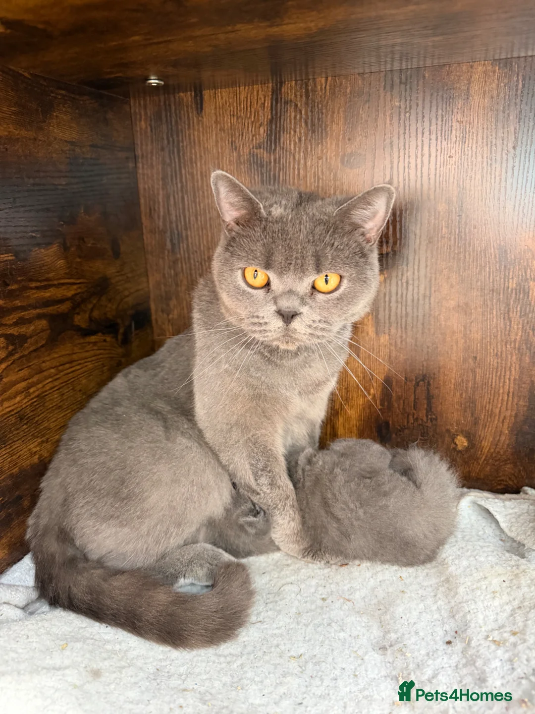 British Shorthair cats for sale:  Adorable kittenBlue British Shorthair  GCCF - Advert 1