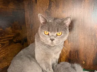 British Shorthair cats Adorable kittenBlue British Shorthair GCCF - Advert 6