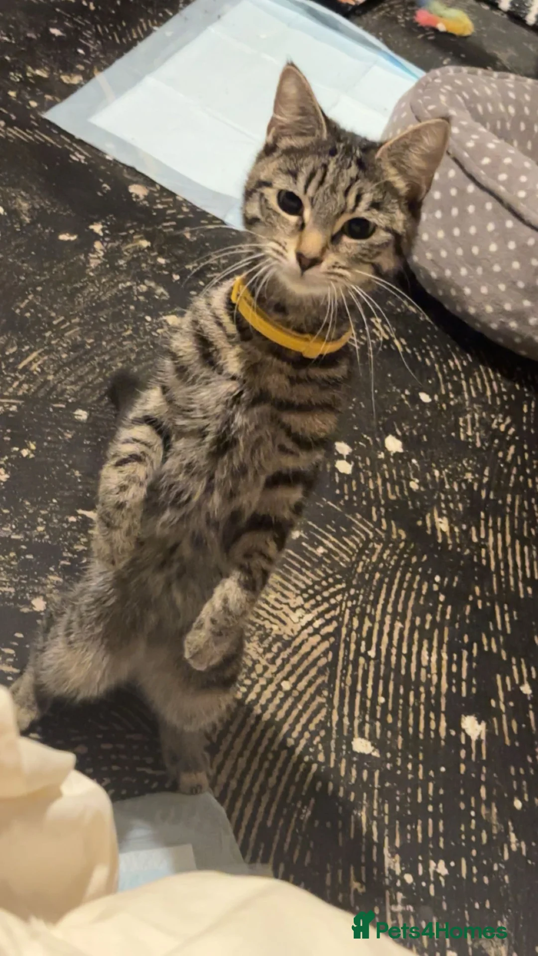 Mixed Breed cats for sale: Ivy the 11 month old female tabby cat - Advert 5