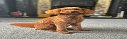 Toy Poodle dogs for stud: KC Pedigree Red Toy Poodle for Stud - Advert 2