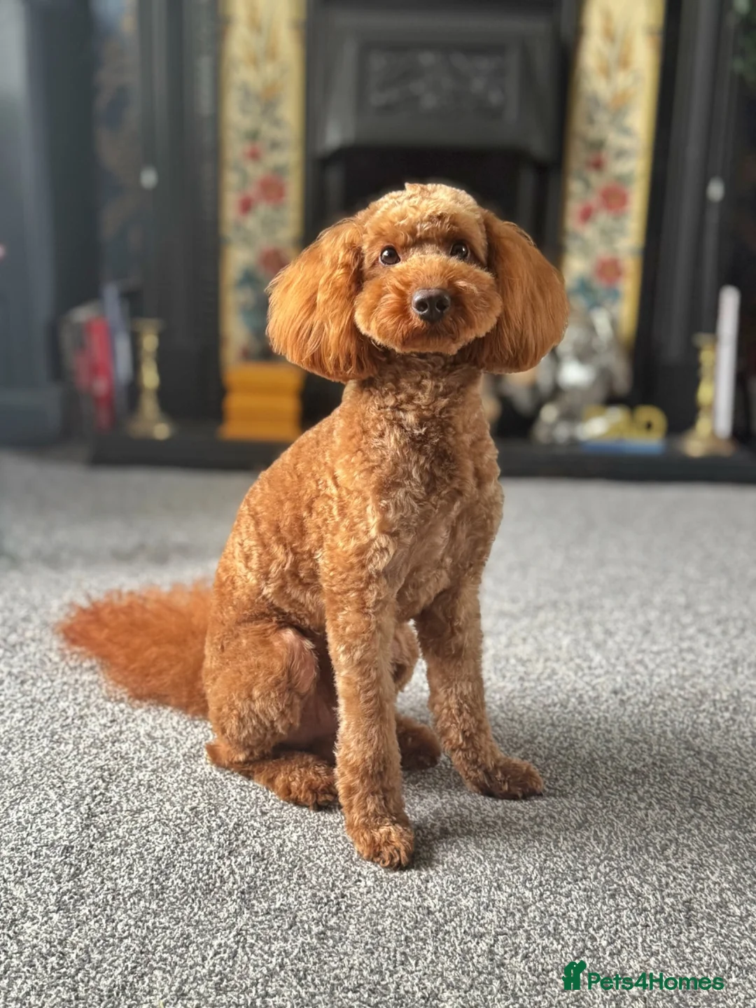 Toy Poodle dogs for stud: KC Pedigree Red Toy Poodle for Stud - Advert 2
