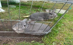 English rabbits for sale: 2 Male rabbits, brothers - Image 1