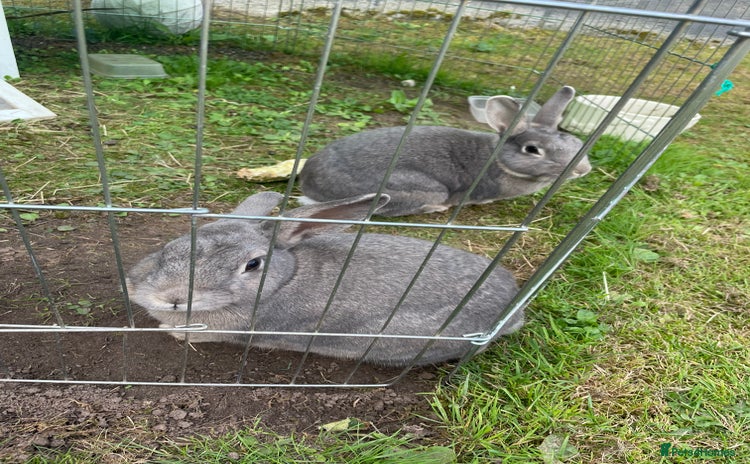 English rabbits - Advert 4