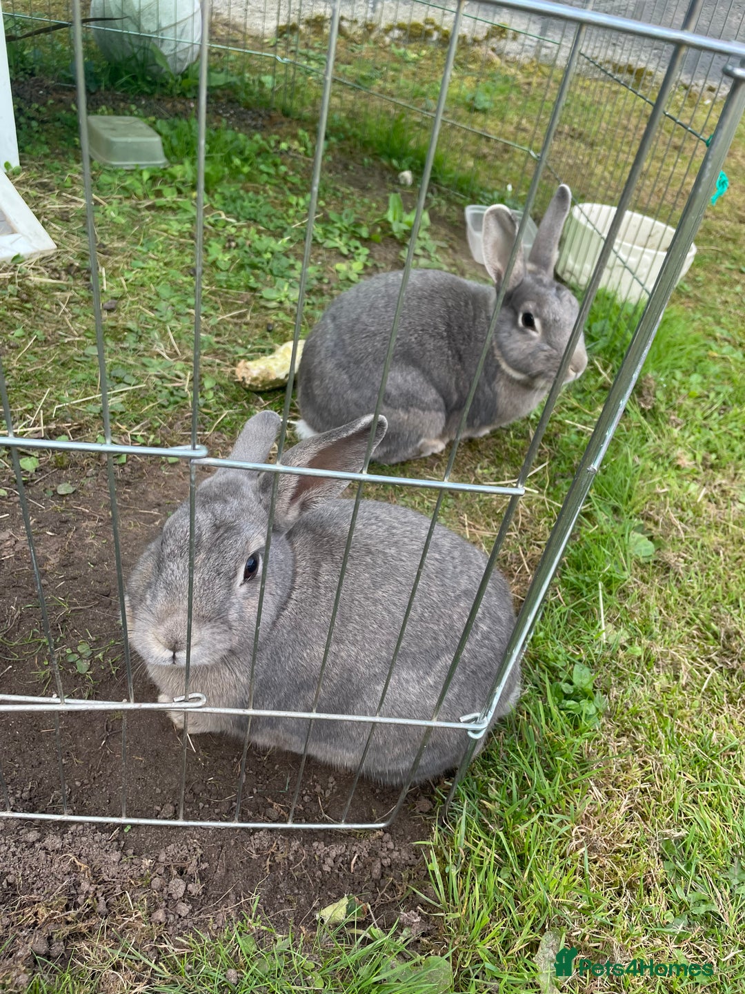 English rabbits for sale: 2 Male rabbits, brothers - Image 1