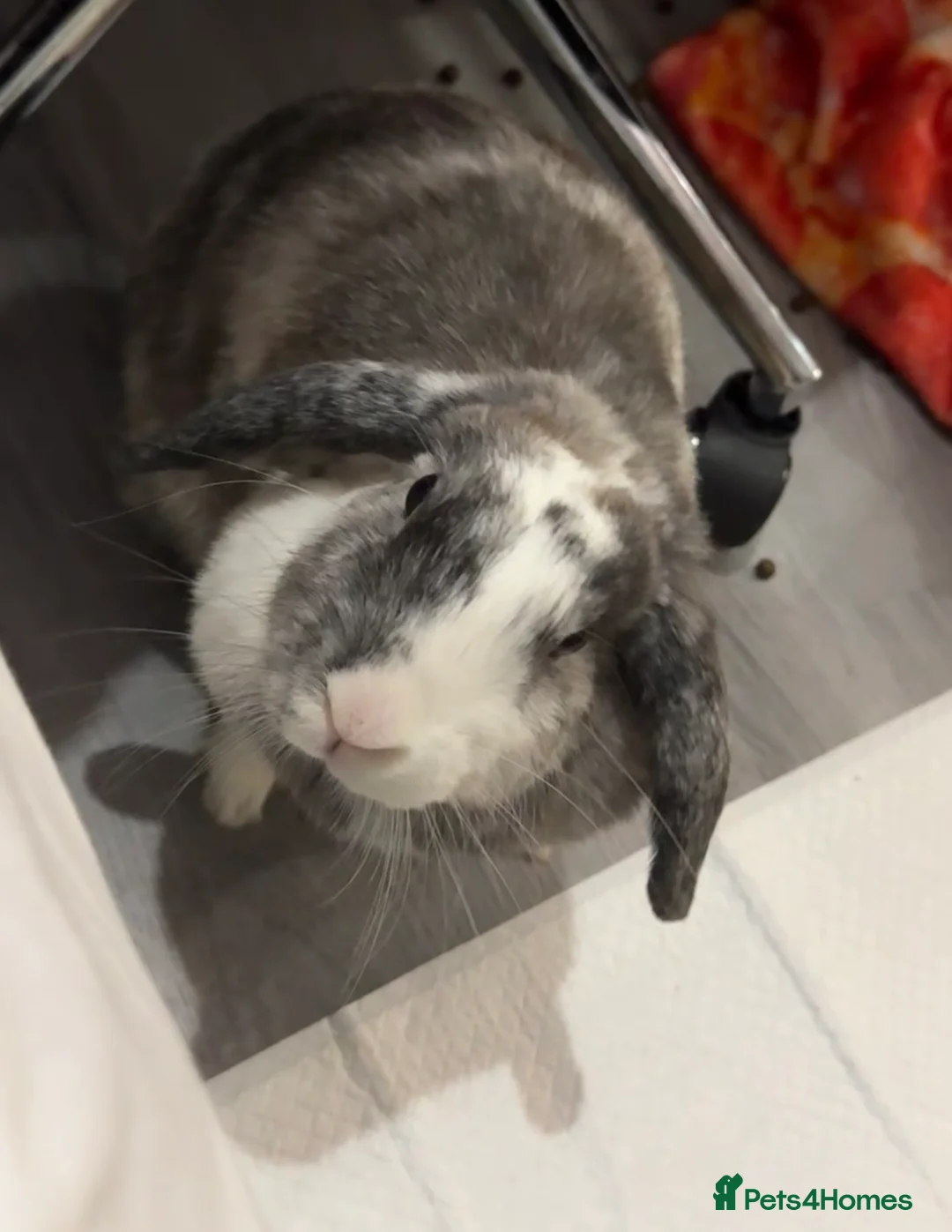 Mixed Breed rabbits for sale: Lola and Maple please read description  - Advert 2