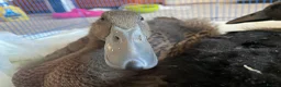 Waterfowl poultry for sale: Runner Ducks - 10 weeks old in Blyth - Advert 4
