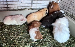 Guinea Pig rodents for sale: Beautiful baby Guinea pigs - Image 1