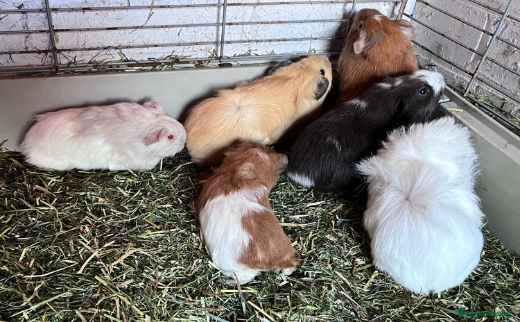 Guinea Pig rodents - Advert 15