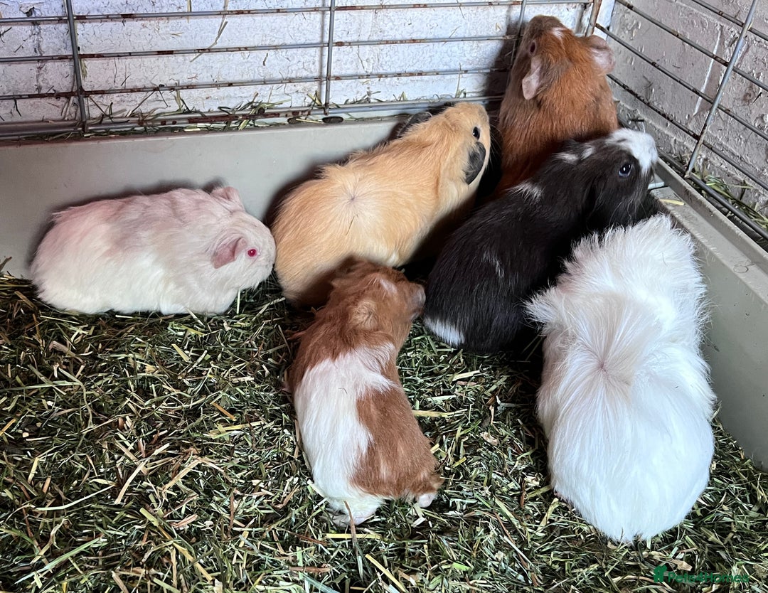 Guinea Pig rodents for sale: Beautiful baby Guinea pigs - Image 1