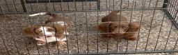 Miniature Dachshund dogs for sale: Long haired miniature Dachshund puppies - Advert 6