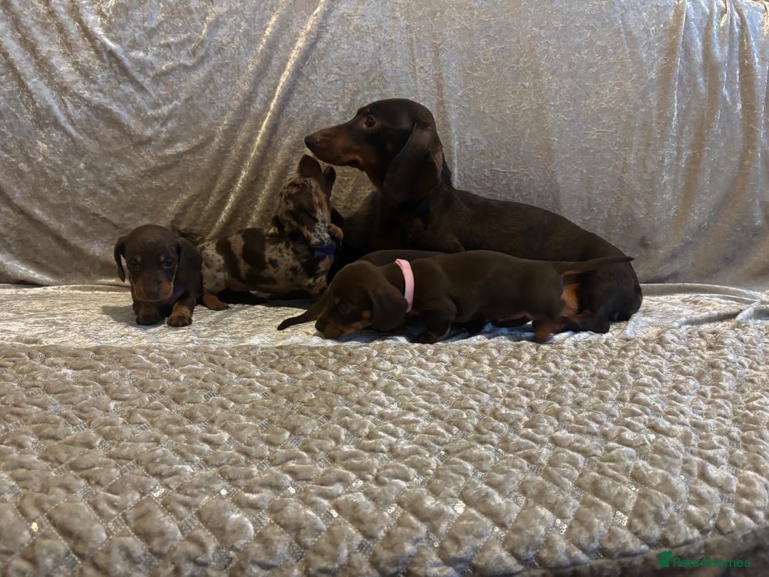 Miniature Dachshund dogs for sale: Mini Dachshund Available - Advert 16