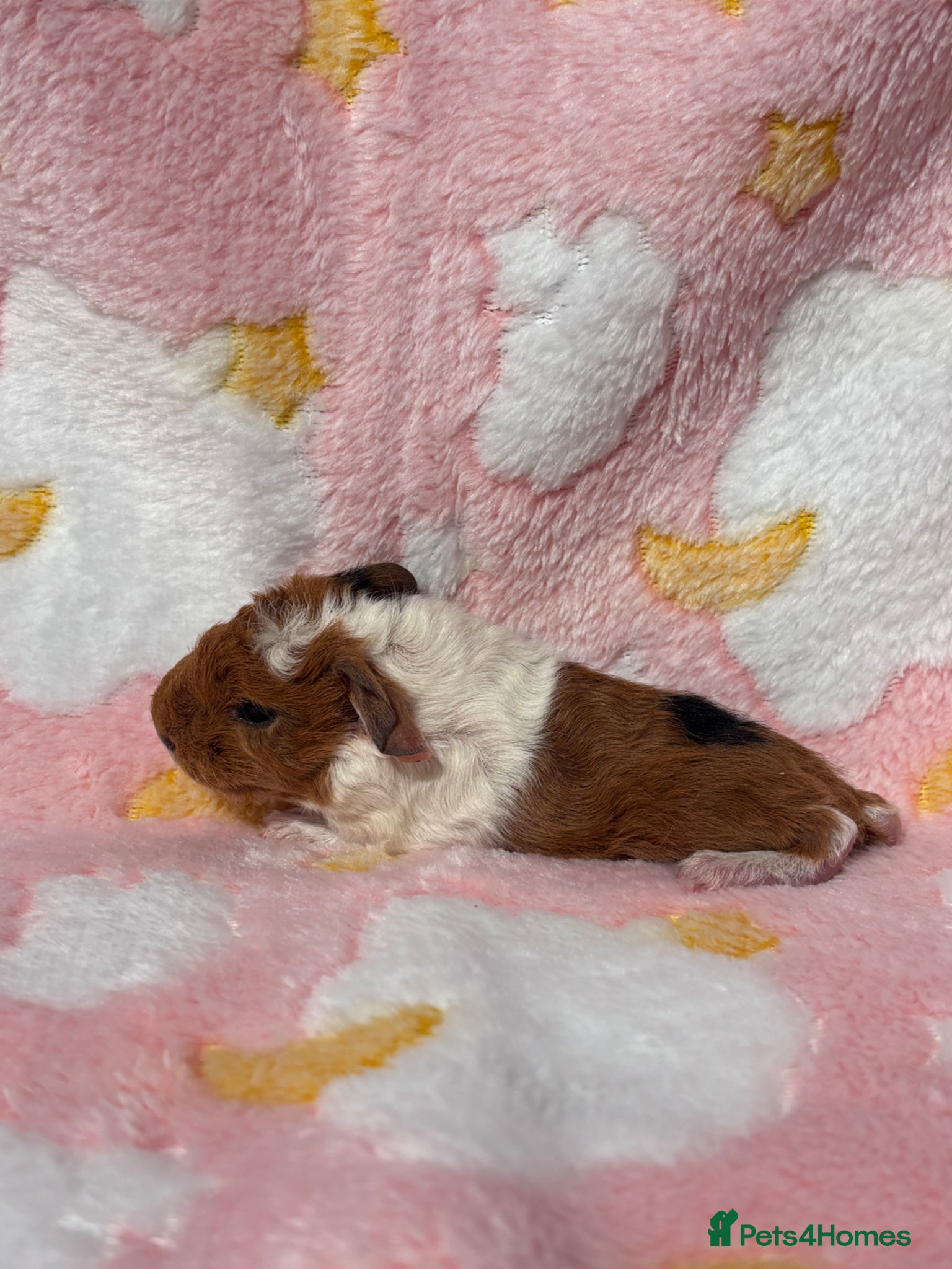 Guinea Pig rodents One sow one boar looking for homes  - Advert 2