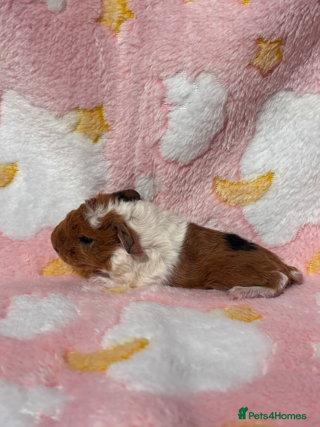 Guinea Pig rodents for sale: One sow one boar looking for homes  - Advert 2