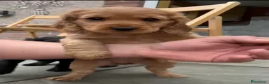 Cockapoo Puppy 4