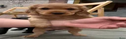 Cockapoo dogs for sale: Beautiful cockapoo puppies 🐾 - Advert 11