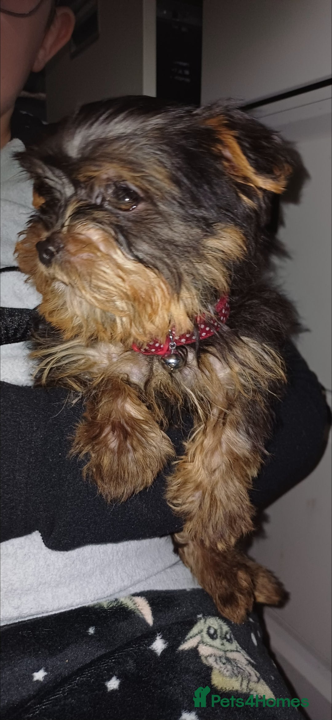 Yorkshire Terrier dogs for sale: 5 beautiful yorkshire terrier puppies for sale - Advert 5