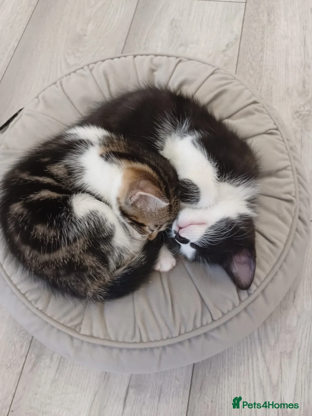 Mixed Breed cats for sale: 4 adorable kittens  - Advert 2