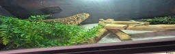Bearded Dragon reptiles for sale: Baby bearded dragons  - Advert 3