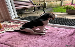 Beagle dogs for sale: KC reg Gorgeous Beagle Pups Champion Bloodline in New Malden - Image 13