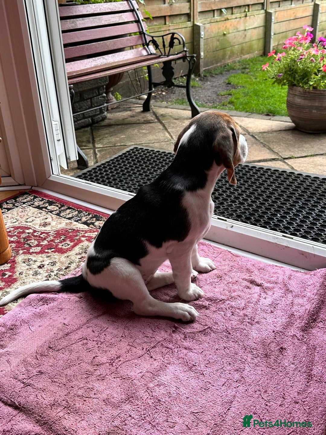 Beagle dogs for sale: KC reg Gorgeous Beagle Pups Champion Bloodline in New Malden - Image 13