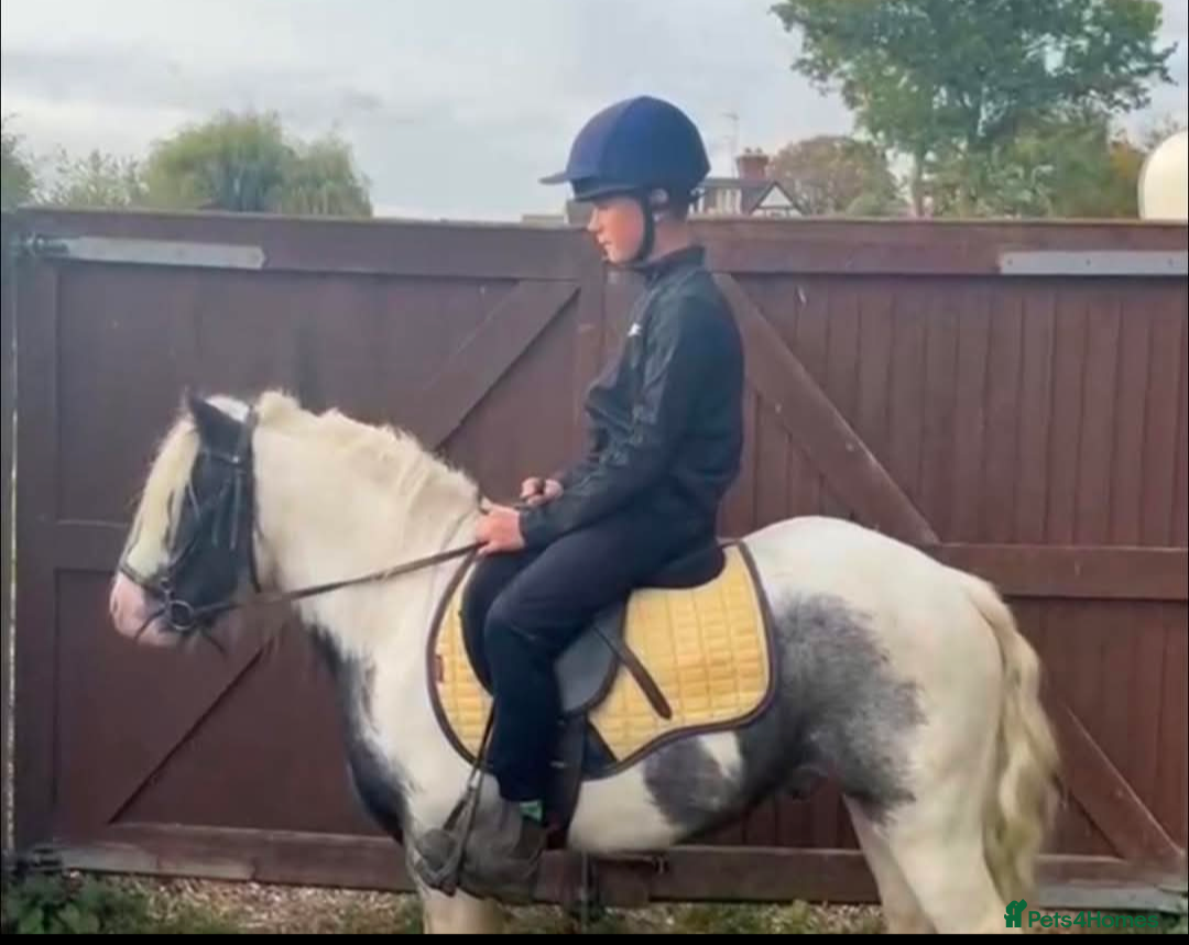Irish Cob horses for sale: Punch  - Image 5