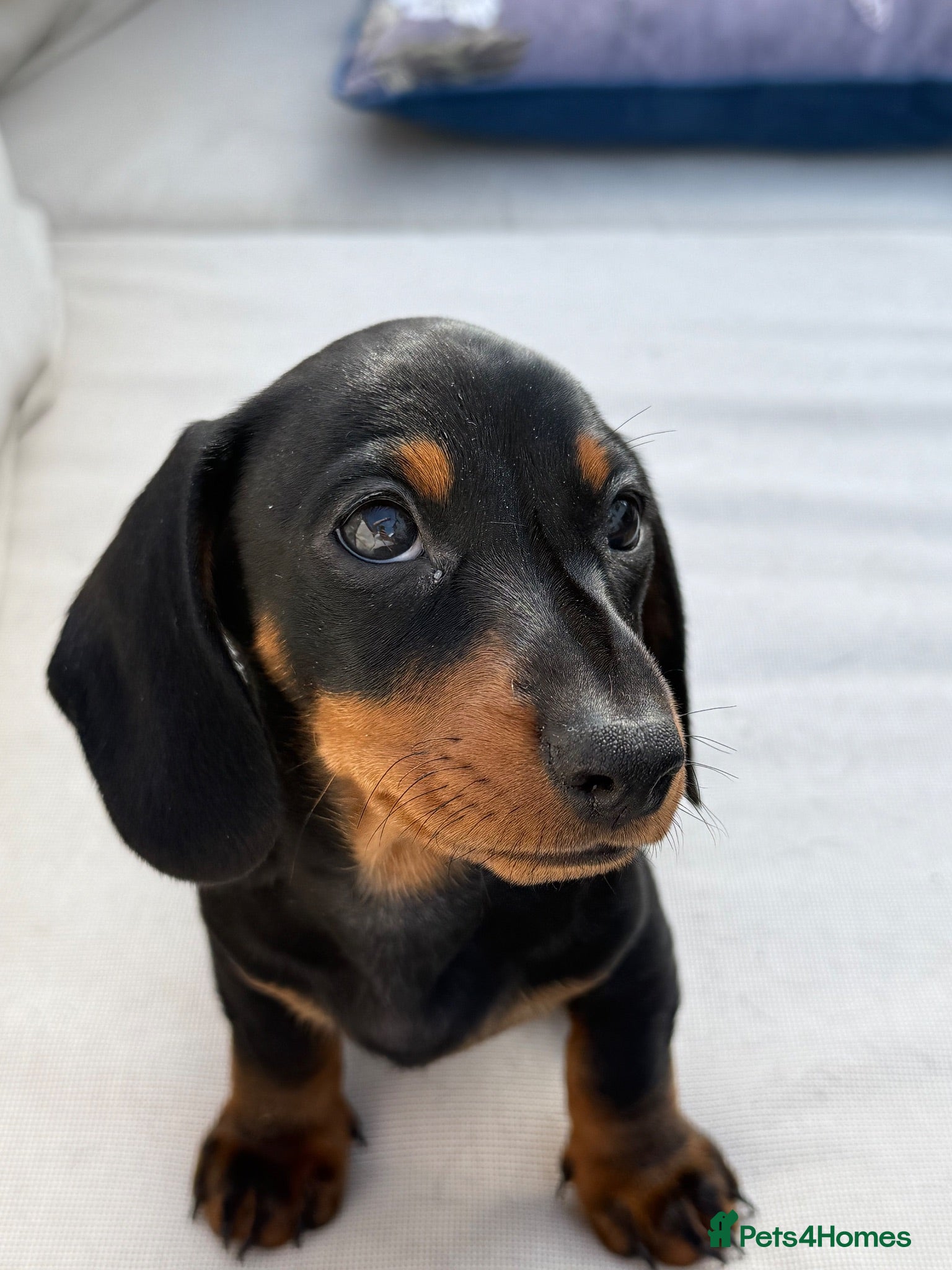 Miniature Dachshund dogs Miniature Daschunds - Advert 1