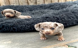 Miniature Dachshund dogs for sale: Beautiful litter of miniature dachshund puppies  - Image 7