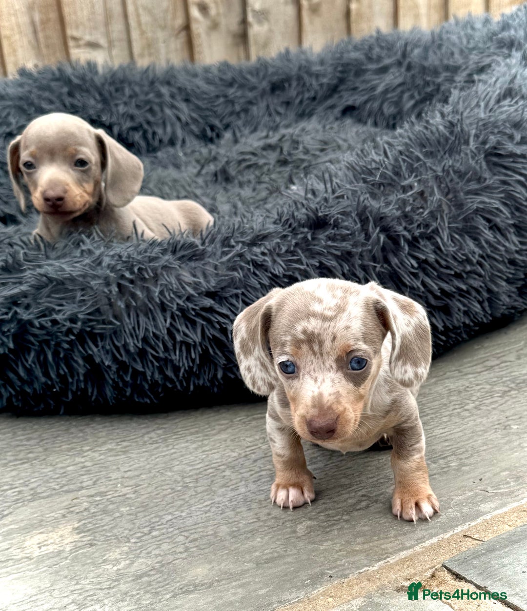 Miniature Dachshund dogs for sale: Beautiful litter of miniature dachshund puppies  - Image 7