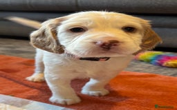 Cockapoo dogs for sale: Two gorgeous F2b Cockapoo girls left  - Advert 8