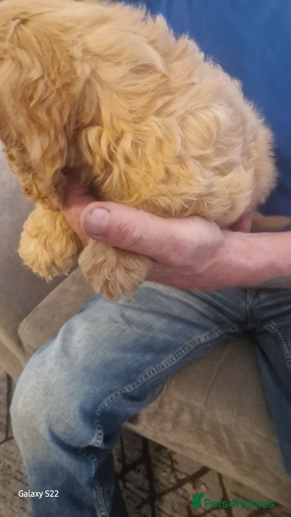 Cockapoo dogs F1 b cockapoos   - Advert 2